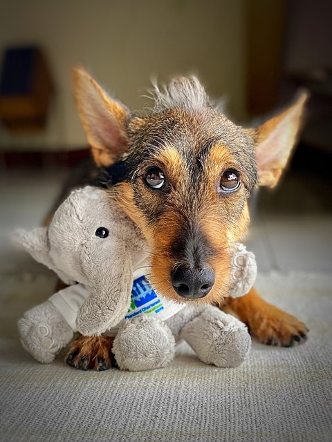 Max 🐶 - Schnauzer + Poodle Dog