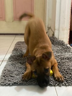 Mandy - Mixed Breed Dog