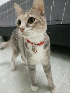 灰灰/菲菲 - Domestic Medium Hair Cat