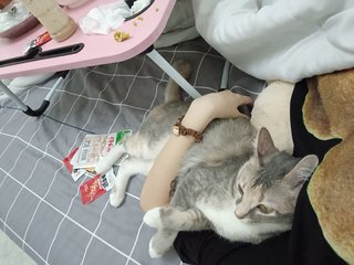 灰灰/菲菲 - Domestic Medium Hair Cat