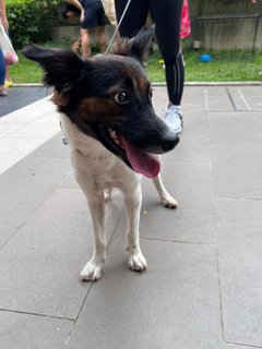 Fatty - Mixed Breed Dog