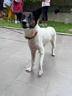 Fatty - Mixed Breed Dog