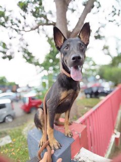 Bear Bear - Australian Kelpie Mix Dog