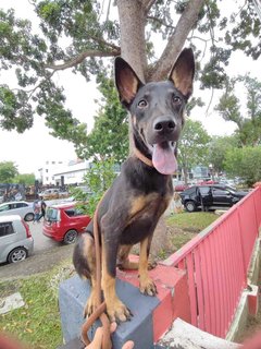 Bear Bear - Australian Kelpie Mix Dog