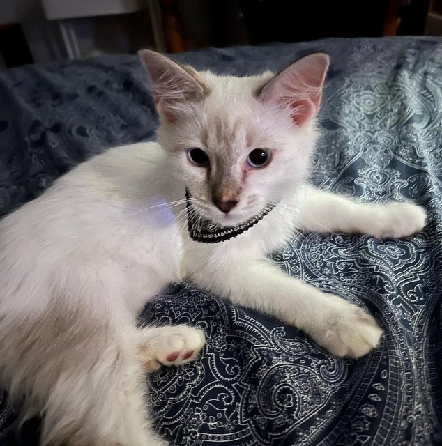 Casper - Domestic Short Hair Cat