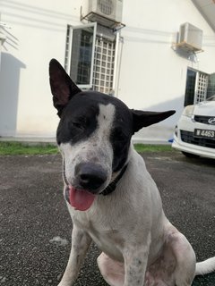 Boiboi  - Mixed Breed Dog