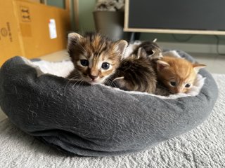 Ginger  - Domestic Medium Hair + Domestic Long Hair Cat