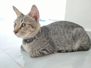 Alan - Domestic Short Hair Cat