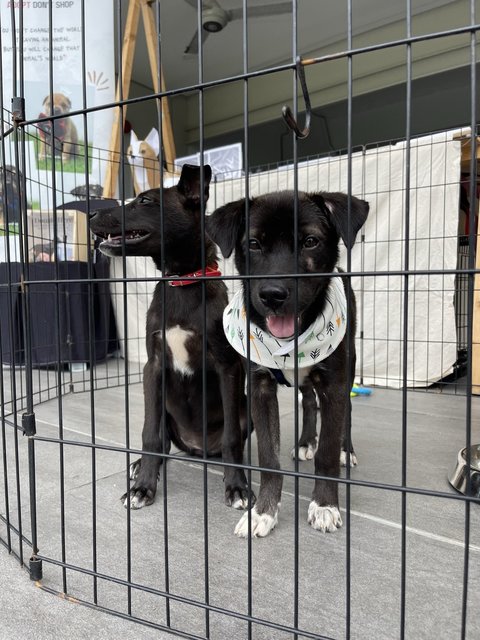 Bubbles N Blossoms - Mixed Breed Dog