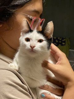 Ghost 👻 - Domestic Medium Hair Cat