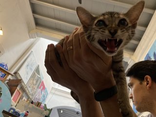 Halo (Location: Penang)  - Domestic Short Hair Cat