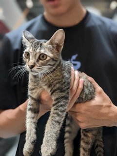 Halo (Location: Penang)  - Domestic Short Hair Cat