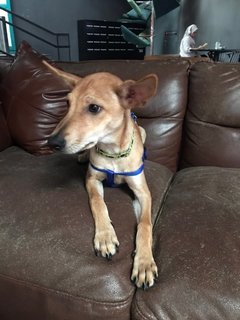 Buddy - Mixed Breed Dog