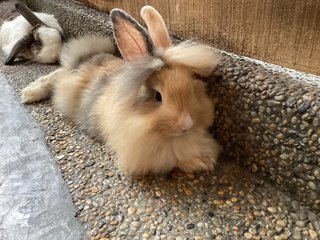 Marsh &amp; Stripey - Lionhead Rabbit