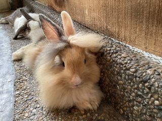 Marsh &amp; Stripey - Lionhead Rabbit