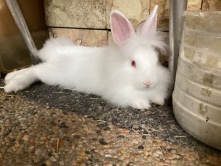 Marsh &amp; Stripey - Lionhead Rabbit