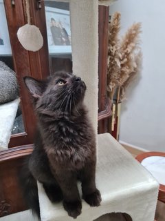 Tam  - Domestic Medium Hair Cat