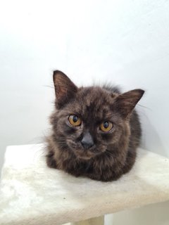 Tam  - Domestic Medium Hair Cat