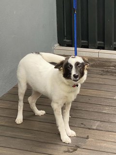 Bella - Sheep Dog Mix Dog