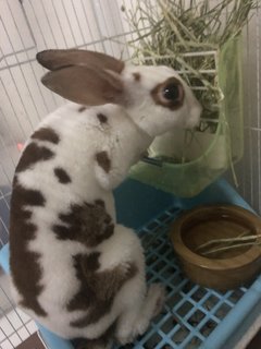 Little White  - Mini Rex Rabbit