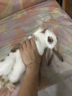 Little White  - Mini Rex Rabbit