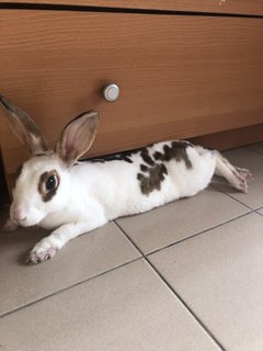 Little White  - Mini Rex Rabbit