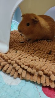 布丁 - Guinea Pig Small & Furry