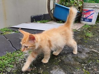 Tabby - Domestic Medium Hair + Domestic Long Hair Cat