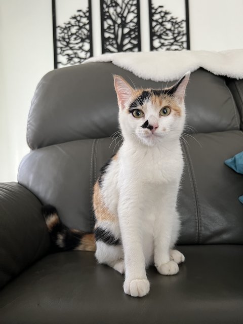 Minish - Domestic Medium Hair + Domestic Long Hair Cat