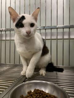 Milky  - Domestic Short Hair Cat