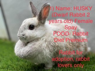 Snowball  - Dwarf Rabbit