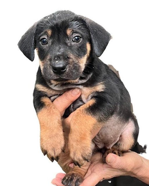 Ten Little Cute Pups - Mixed Breed Dog