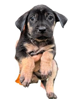 Ten Little Cute Pups - Mixed Breed Dog