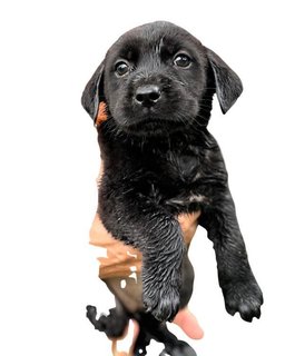 Ten Little Cute Pups - Mixed Breed Dog