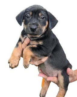 Ten Little Cute Pups - Mixed Breed Dog