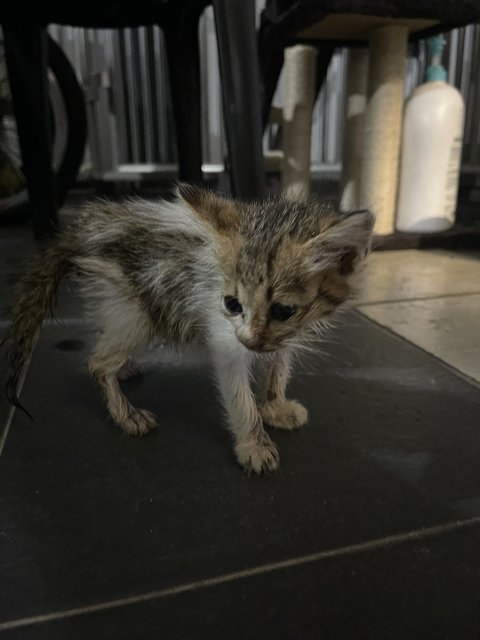 Milky  - Domestic Short Hair Cat