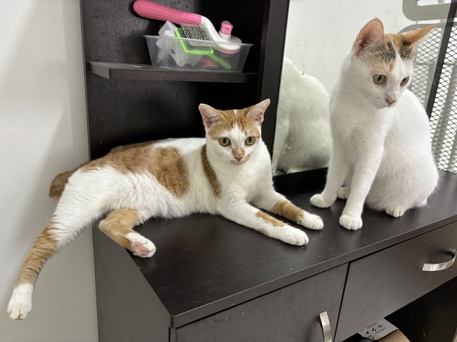 Ginger &amp; Pumpkin - Domestic Short Hair Cat