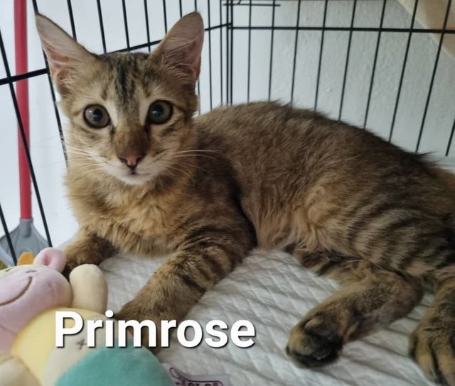 Primrose  - Domestic Short Hair Cat