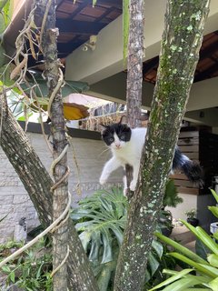 Tofu - Domestic Medium Hair Cat