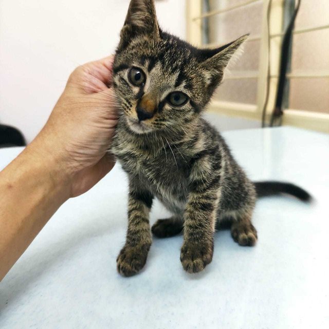 Tabby Gal - Tabby + Domestic Medium Hair Cat