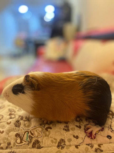 Son &amp; Fatty - Guinea Pig Small & Furry