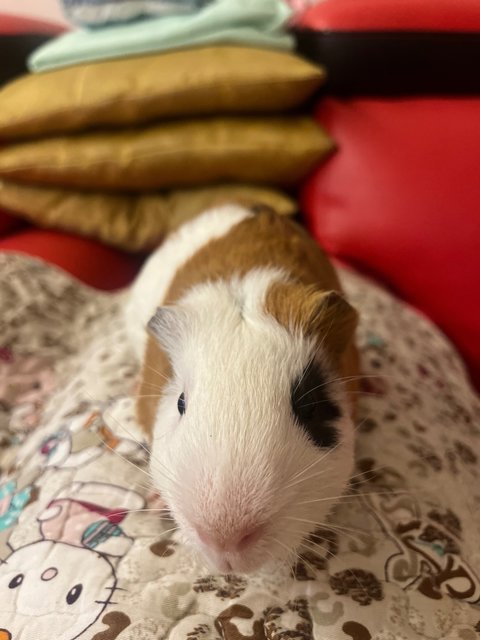 Son &amp; Fatty - Guinea Pig Small & Furry