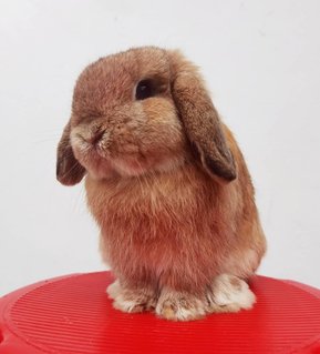 Cookie - Holland Lop Rabbit