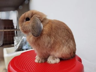 Cookie - Holland Lop Rabbit