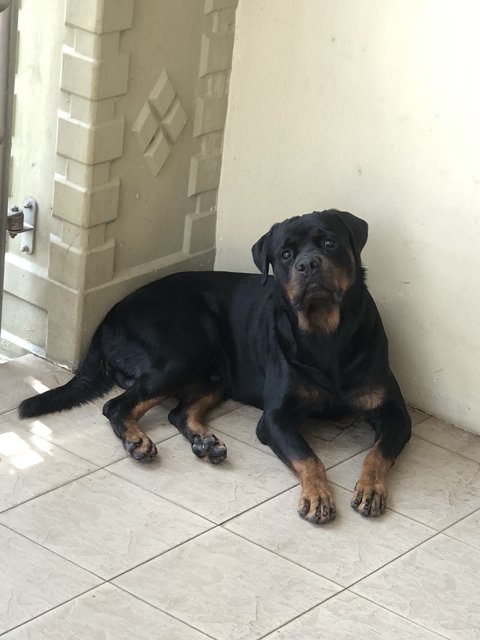 Buck  - Rottweiler Dog