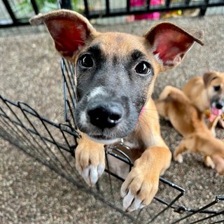 Mooncake - Mixed Breed Dog