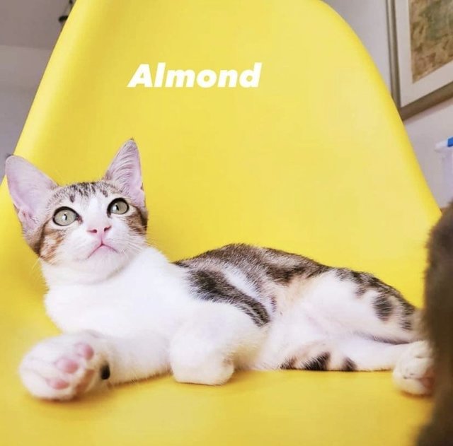 Almond Sk - Domestic Short Hair Cat