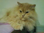 Kiki - Domestic Long Hair Cat