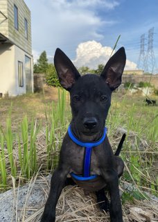 Loyal Blacks - Mixed Breed Dog