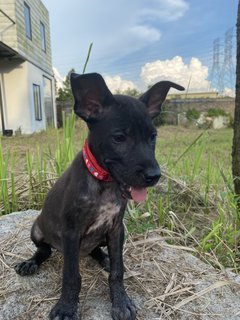 Loyal Blacks - Mixed Breed Dog